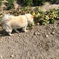 سگ چاو چاو 3ساله نر ۱۰میلیون قیمت|سگ|مشهد, میان ولایت|دیوار