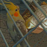 عروس هلندی|پرنده|شهرکرد, |دیوار