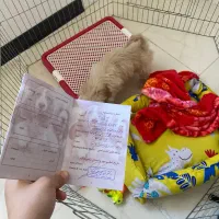 سگ مالتیپو سه ماهه|سگ|ایوانکی, |دیوار