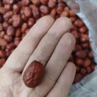 فروش عناب تازه و امسالی نرم. نرم بدون کرم زدگی|خوردنی و آشامیدنی|خمینی‌شهر, |دیوار
