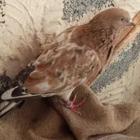 جفت دوکت|پرنده|شادگان, |دیوار