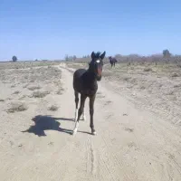 اسب نژاد دره شور شریف یه کره هم داره|اسب و تجهیزات اسبسواری|سیرجان, |دیوار