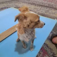 سگ اشپیتز روباهی|سگ|شیراز, گچی|دیوار