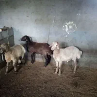 فروش بره نر