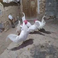 خروس محلی|حیوانات مزرعه|گرمخان, |دیوار