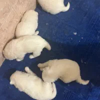 واگزاری توله سامویید|سگ|بومهن, |دیوار