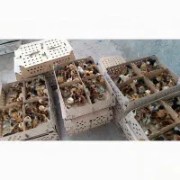 انفجار جوجه در یاسوج