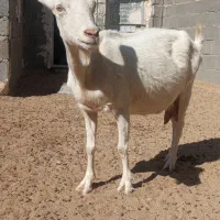 ماده سانن اصیل|حیوانات مزرعه|زاهدان, |دیوار