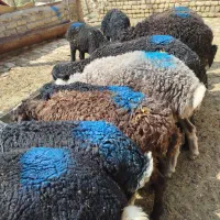 بره علف خور افشاری