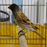 سهره گلبسر مست|پرنده|فردیس, نگارستان|دیوار