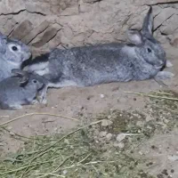 دوعدد خرگوش جابینت