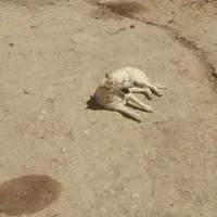 سگ پاپی