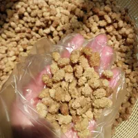 توت ۴۰۴|گل و گیاه طبیعی|مشهد, امامیه (شهرک غرب)|دیوار