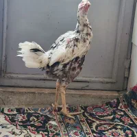 مرغ|حیوانات مزرعه|یزد, |دیوار