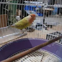 طوطی کتوله نر 8ماهه|پرنده|فرخ‌شهر, |دیوار