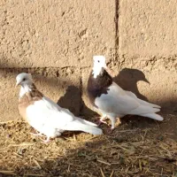 سه عدد طوقی فروشی یه نر دوتا ماده