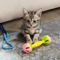 گربه