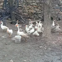 قازهای محلی زیبا