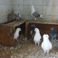 کفتر|پرنده|خرمشهر, |دیوار