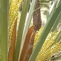 جونگ درخت