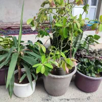 گل و گیاه|گل و گیاه طبیعی|مرند, |دیوار