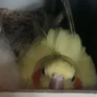 عروس هلندی، پرنده، طوطی|پرنده|تربت‌حیدریه, مظفریه|دیوار