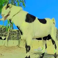 گوسفند