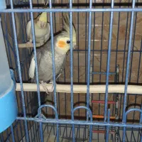 عروس هلندی مولد