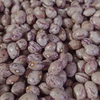 لوبیا چیتی تازه
