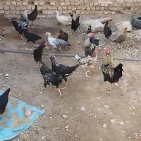 جوجه خروس مرغ و خروس  خلنگ|حیوانات مزرعه|فسا, |دیوار