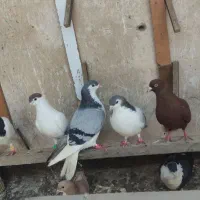 یک دسته ساده