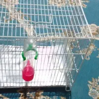 قفس غلامی|لوازم جانبی حیوانات|کوهدشت, |دیوار