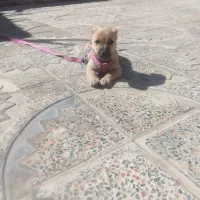 سگ خارجی فروشی ماده