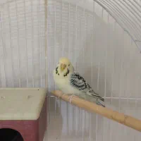 انگلیسی ماده|پرنده|شهرضا, |دیوار