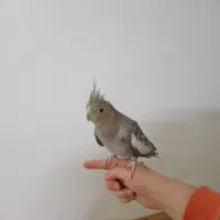 عروس هلندی سالم رودهن مهرآباد