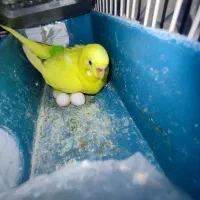 یک جفت مرغ عشق مولد با دوتا جوجه دو ماهه