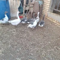 فروش