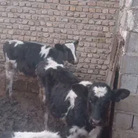 ۴تاگوسالهمادهپادرپادانه۶۵میلیون|حیوانات مزرعه|مشهد, خرم آباد|دیوار