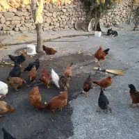 ۳۵ تا مرغ خروس|حیوانات مزرعه|فیروزآباد (لرستان), |دیوار