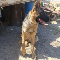 ژرمن ماده|سگ|قزوین, |دیوار