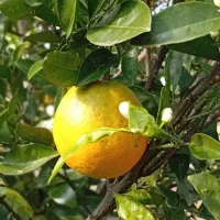 فروش ویلا وزمین طبق بودجه شما