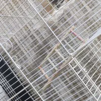 عروس هلندی|پرنده|نوشهر, |دیوار