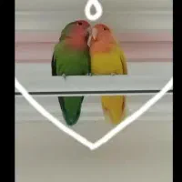 جفت طوطی برزیلی رو تخم