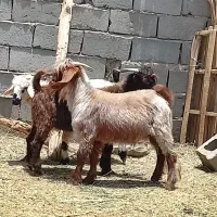 دوتا چپش نری با یه بره نر فروشی