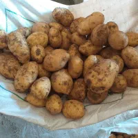 سیب زمینی جلی سوپر بار