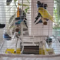 مرغ عشق|پرنده|تهران, زعفرانیه|دیوار