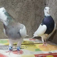 طوقی