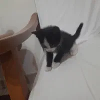 گربه