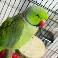 طوطی ملنگو سخنگو