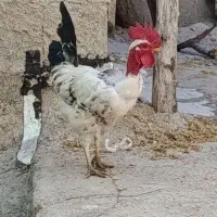 خروس گردن ریت